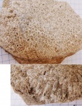 Syringopora