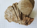 Chaetetes