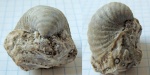 Echinaria или  Echinoconchus