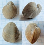 Martiniidae