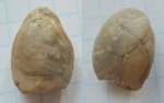 Dielasma