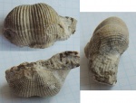 Tubaria genuina