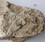 Penniretepora