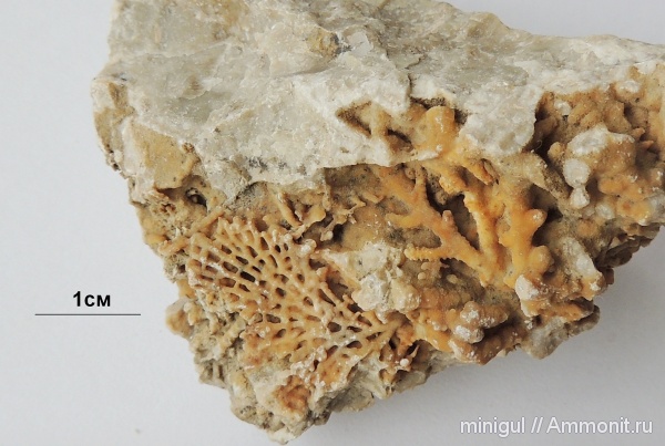 мшанки, Bryozoa, Шиханы, нижняя пермь