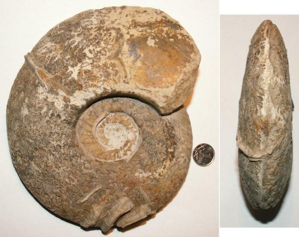 макроконхи, Serpula, Quenstedtoceras, Quenstedtoceras lamberti, Macroconchs