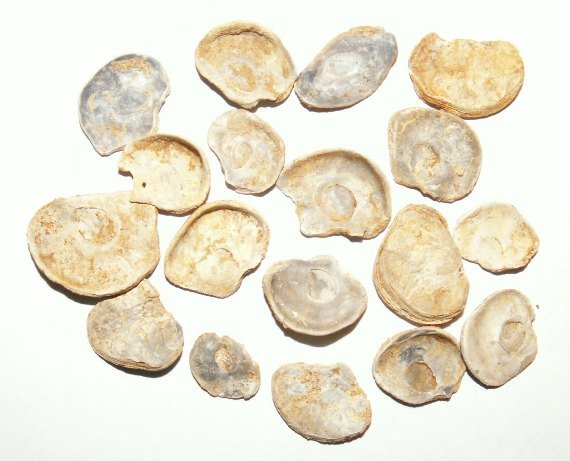 Nanogyra