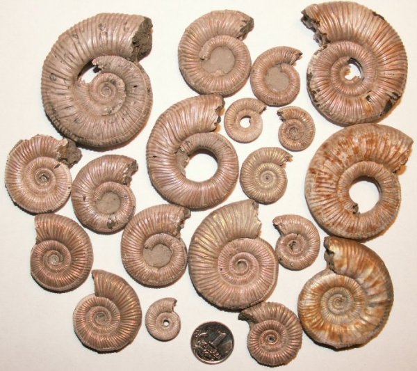 Binatisphinctes