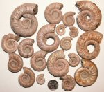 Binatisphinctes