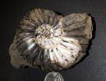 Virgatites pallasianus