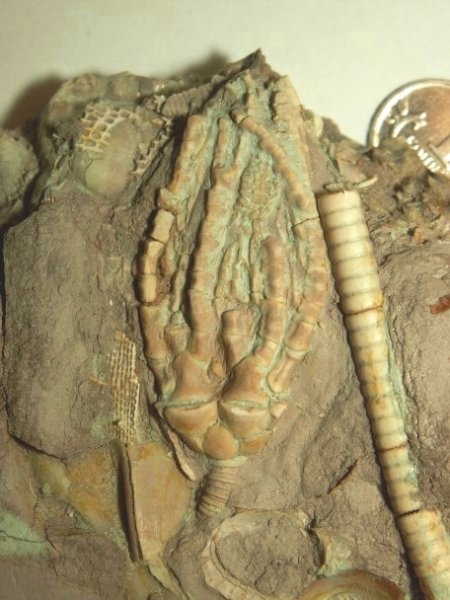 Trautscholdicrinus
