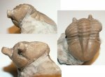 Asaphus kotlukovi
