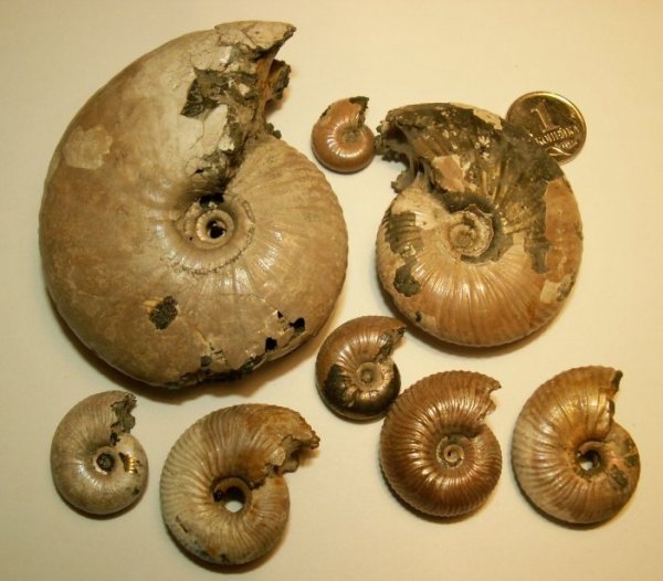 Funiferites