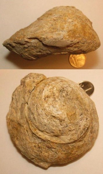 Euconospira