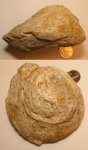 Euconospira