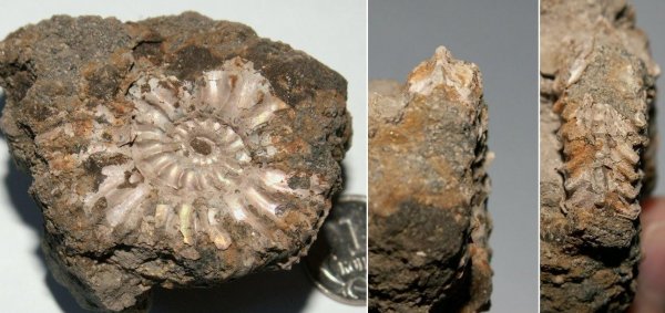 Cardioceras