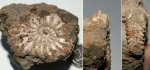 Cardioceras cf. zenaidae