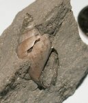 Pictavia laevigata (Rouillier)