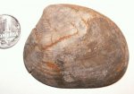 Astarte incerta / excavatoides