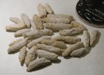 Fusulina