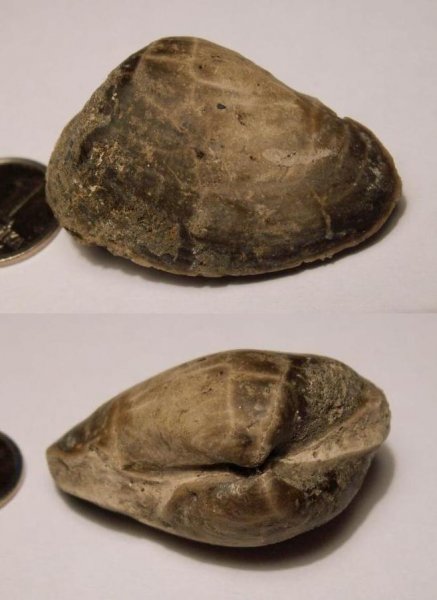 Gresslya