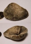 Gresslya alduini
