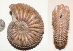 Cardioceras cf. caelatum