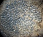 Rosacilla / Mesenteripora