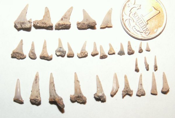 Eostriatolamia