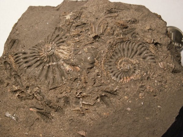 Cardioceras, Exelissa, Dicroloma, Exelissa quinaria, Aporrhaidae