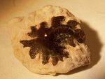 Petrodus barbotanus