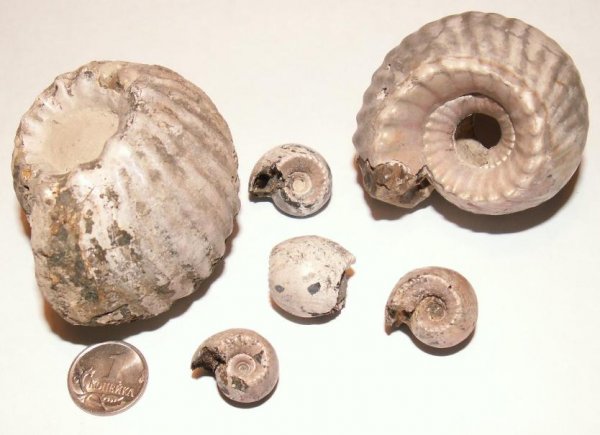 Erymnoceras