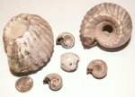 Erymnoceras