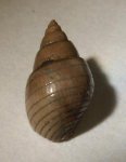 Tornatellaea