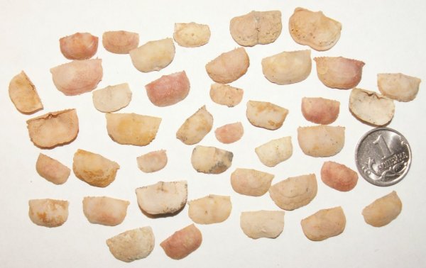 Chonetes, Neochonetes, Productida