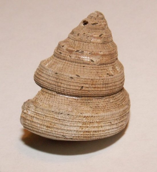 Pleurotomaria