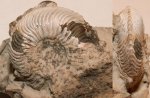 Cardioceras