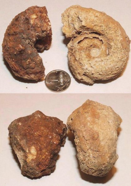 Bellerophon, Pharkidonotus