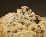 Aulopora macrostoma