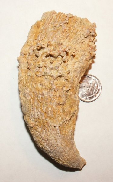 Gshelia, Aulopora, ругозы, обрастание, Epizoans