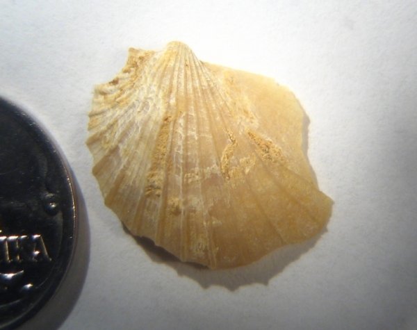 Oxytoma