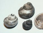 Eucyclus