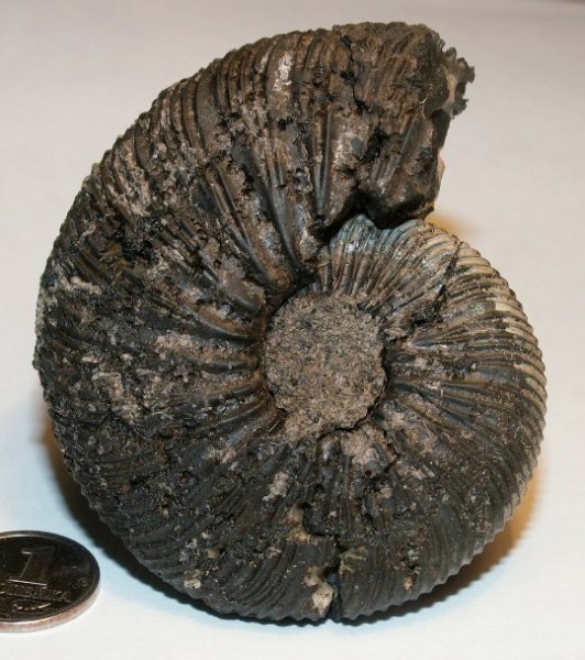 Virgatites