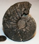 Virgatites virgatus