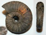 Mirosphinctes (Euaspidoceras)