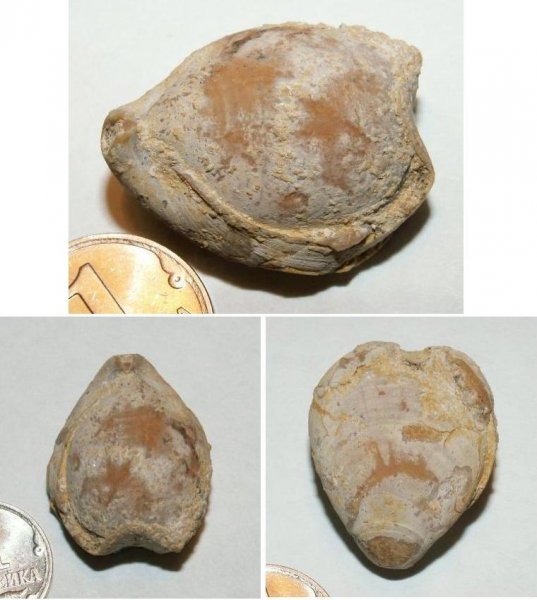 Dielasma, Terebratulida