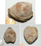 Dielasma moelleri