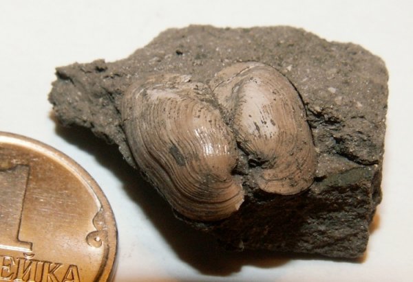 Parallelodon, Grammatodon