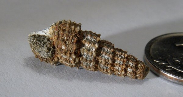 Procerithium