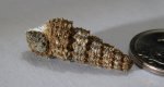 Procerithium russiense