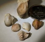 Deltodus spp.